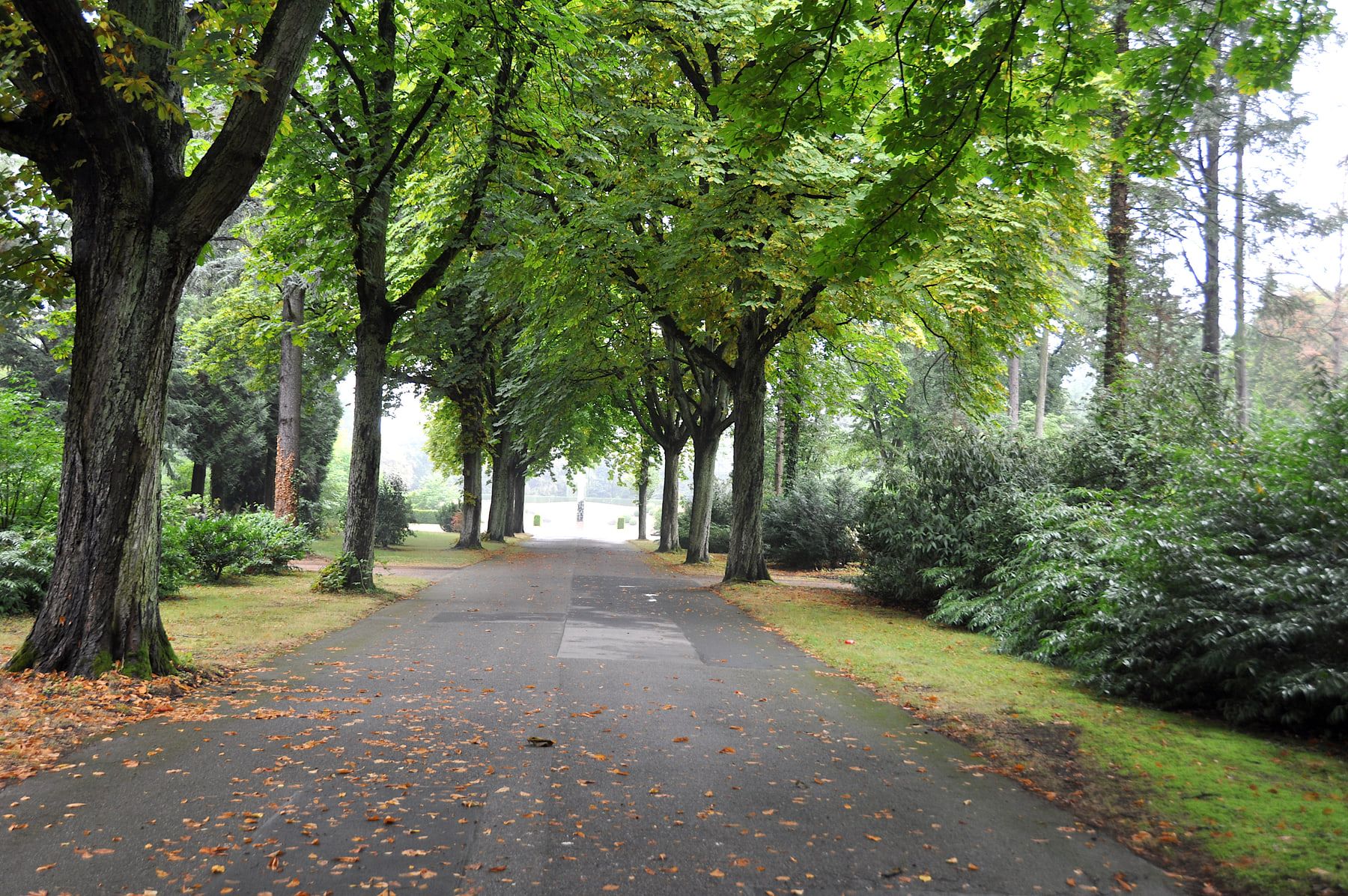 Breiter asphaltierter Friedhofsweg unter einer Allee alter Laubbäume, gesäumt von dichten immergrünen Sträuchern auf Westfriedhof Köln